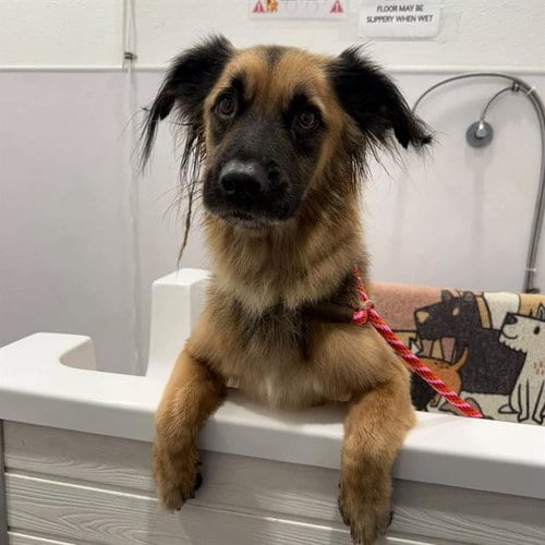 Photo of Bandit, adoptable German Shepherd Dog in Las Vegas, Nevada