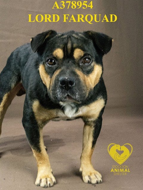 Photo of Lord Farquad, adoptable Rottweiler in Stockton, California