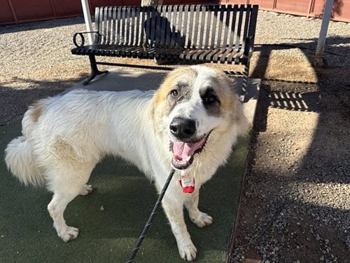 Photo of Esquie, adoptable Great Pyrenees in Phoenix, Arizona