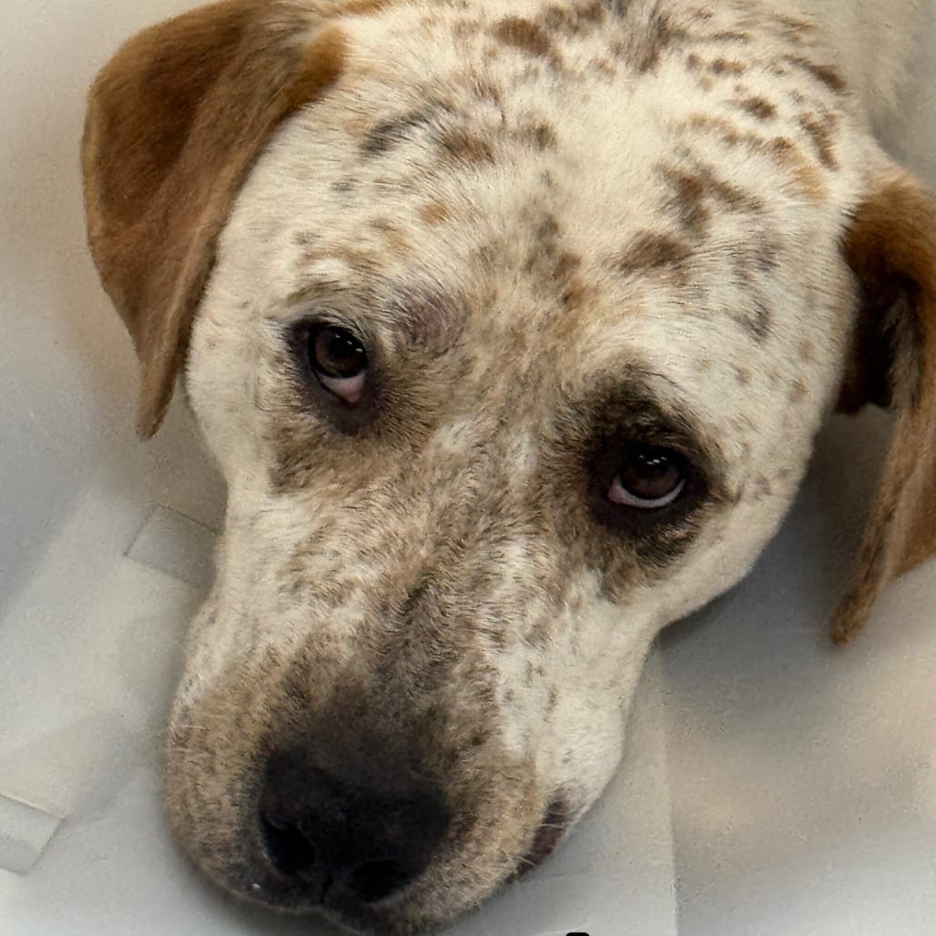 Photo of Whitey (HW+), adoptable Mixed Breed (Medium)