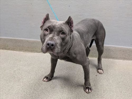 Photo of Bella, adoptable Pit Bull Terrier in Las Vegas, Nevada