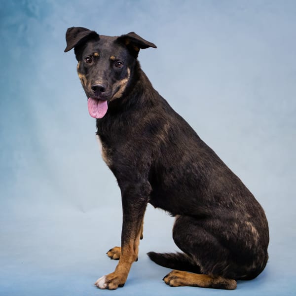 Photo of Chicken Little, adoptable Rottweiler mixed Labrador Retriever in Lawrenceville, Georgia