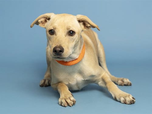 Photo of Vanilla, adoptable Chihuahua in Phoenix, Arizona