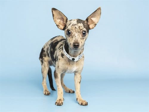 Photo of Pretty Girl, adoptable Chihuahua in Phoenix, Arizona