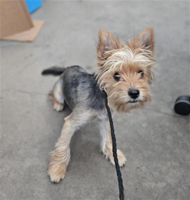 Photo of Chloe, adoptable Mixed Breed