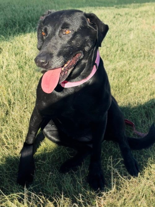 Photo of Zelda, adoptable Labrador Retriever in Newport Beach, California