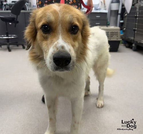 Photo of Kong, adoptable Great Pyrenees in Washington, District of Columbia