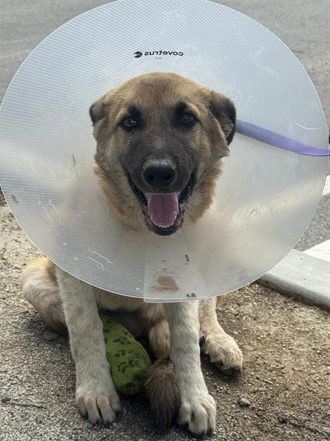 Photo of Benny, adoptable German Shepherd Dog in Riverside, California