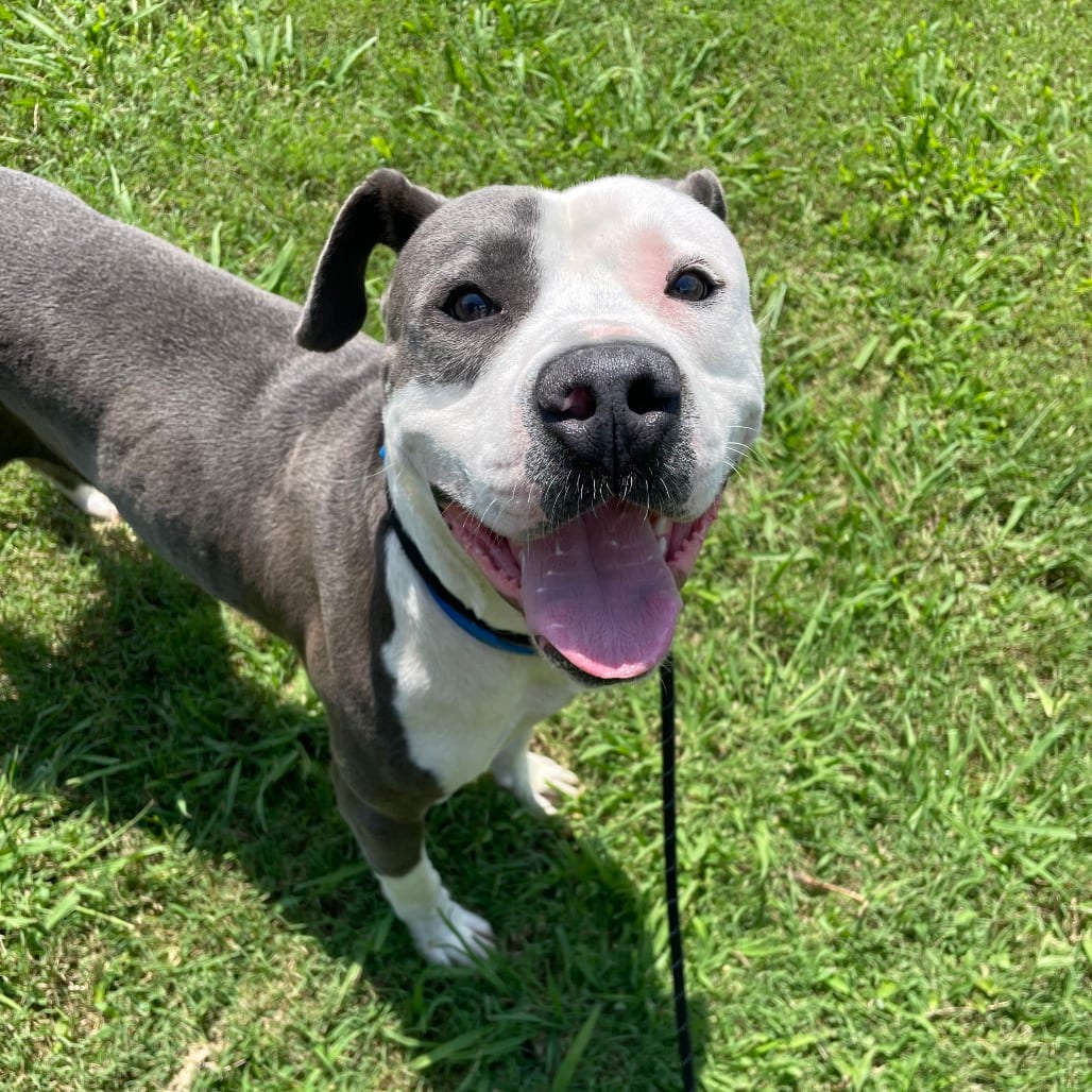 Photo of Dantes, adoptable Mixed Breed (Large) in Chattanooga, Tennessee