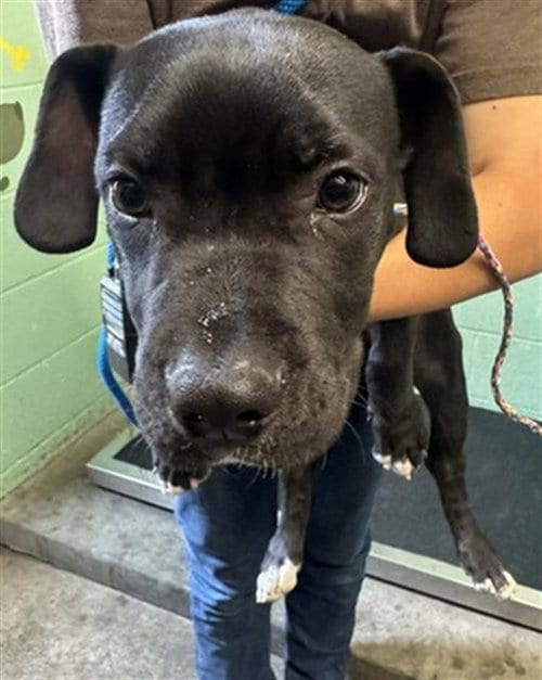 Photo of Williamson, adoptable Labrador Retriever in Sacramento, California