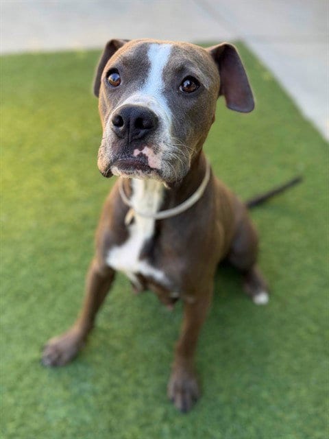 Photo of Athena, adoptable Boxer in Agoura, California