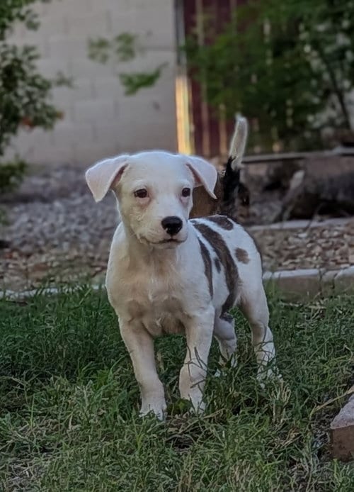 Photo of Squishy Dumpling, adoptable American Pit Bull Terrier in No Physical Shelter, Arizona