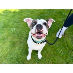 Photo of Ducky, adoptable Terrier (Unknown Type, Medium) in Wantagh, New York