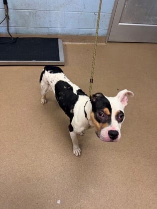 Photo of Sitcom, adoptable dog in Chamblee, Georgia