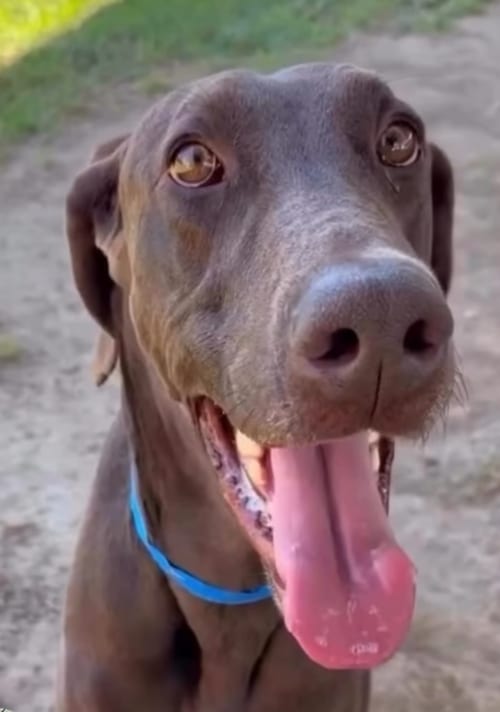 Photo of Scooby, adoptable Doberman Pinscher in Buffalo, Minnesota