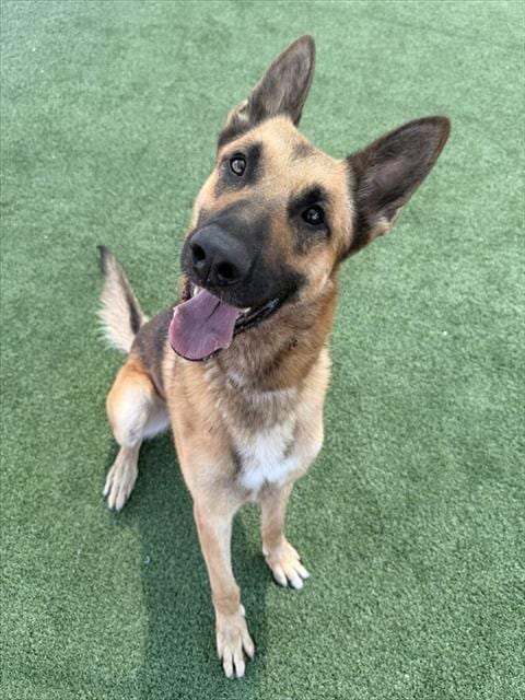 Photo of Max, adoptable German Shepherd Dog in Castaic, California