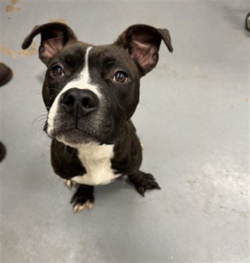 Photo of Finnie, adoptable Pit Bull Terrier in Peoria, Illinois