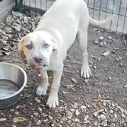 Photo of Elsa, adoptable Staffordshire Bull Terrier in Riverview, Florida