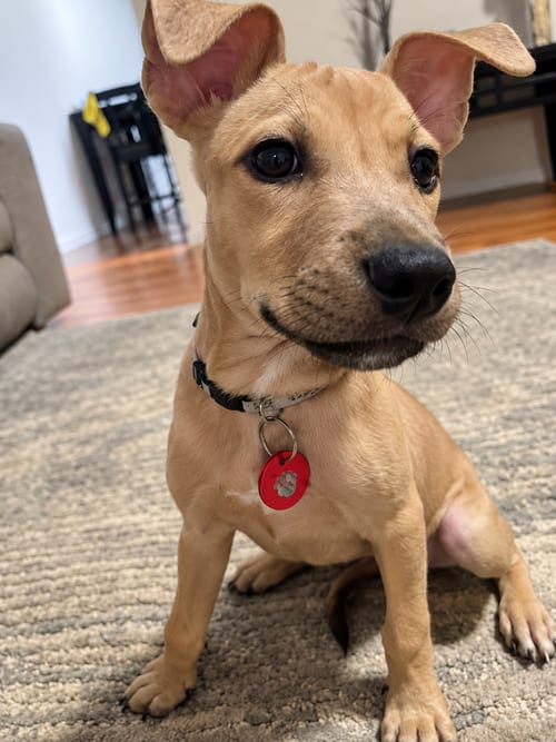 Photo of Brooke Meade (f), adoptable Pit Bull Terrier in Nashville, Tennessee