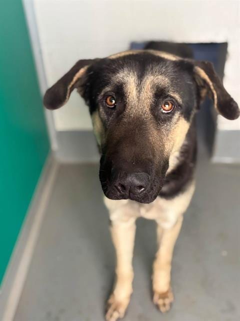 Photo of Ghostbuster, adoptable German Shepherd Dog in Visalia, California