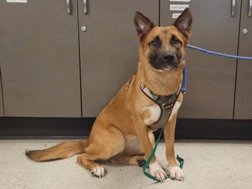 Photo of Sharol, adoptable German Shepherd Dog in Van Nuys, California