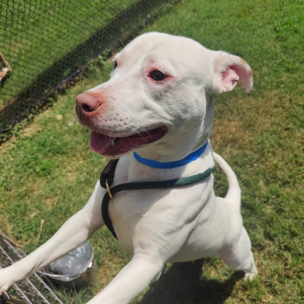Photo of Boss, adoptable Mixed Breed (Large) in Chattanooga, Tennessee