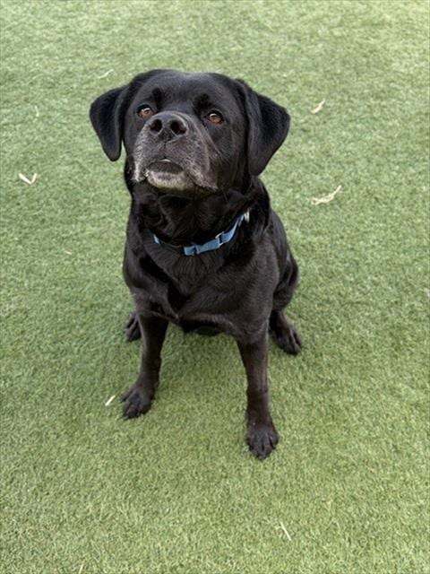 Photo of Violet, adoptable Mixed Breed