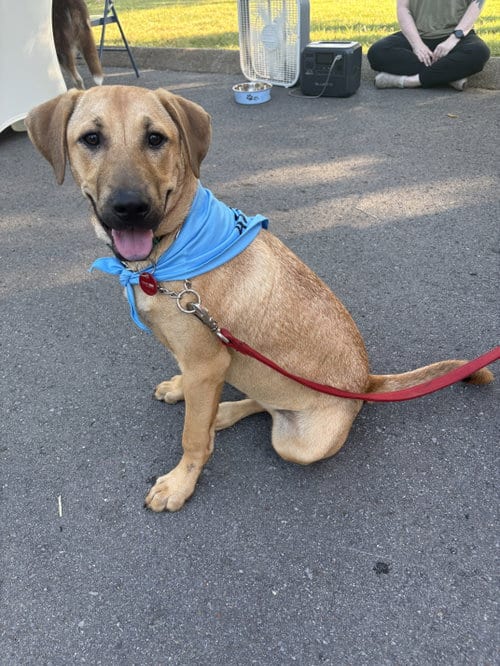 Photo of Pecan (M), adoptable Hound in Nashville, Tennessee