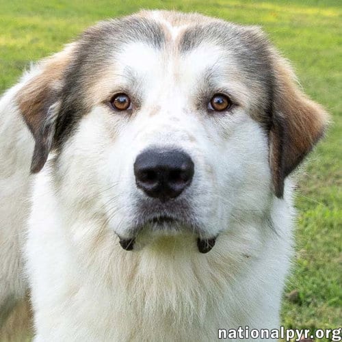 Photo of John Adams in TN - Leans In For Affection, adoptable Great Pyrenees in Beacon, New York