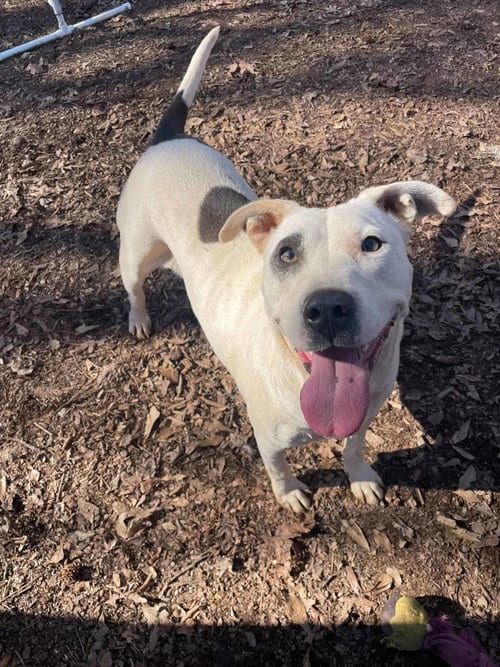 Photo of Panda, adoptable Terrier in Greenville, South Carolina