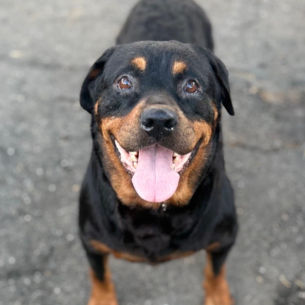 Photo of Dottie, adoptable Rottweiler / Mix in San Francisco, California