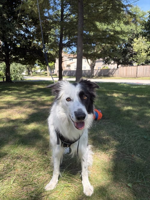 Photo of Oliver, adoptable Border Collie in Highland, Illinois