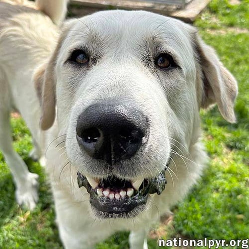 Photo of Spot in OH - Laid-back Giant, adoptable Great Pyrenees in Beacon, New York