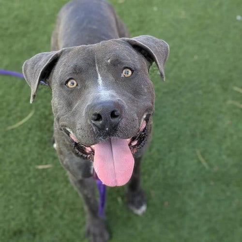 Photo of Buster, adoptable Pit Bull Terrier in Las Vegas, Nevada