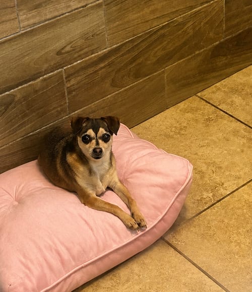 Photo of Juanita, adoptable Chihuahua in Pipe Creek, Texas
