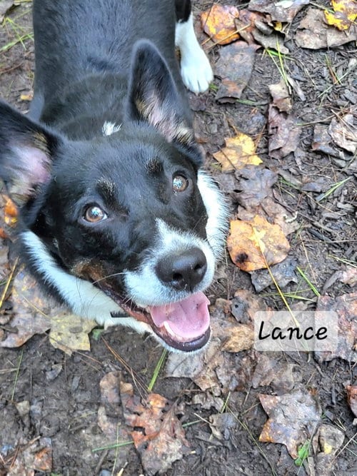 Photo of Lance, adoptable Corgi in Ellijay, Georgia