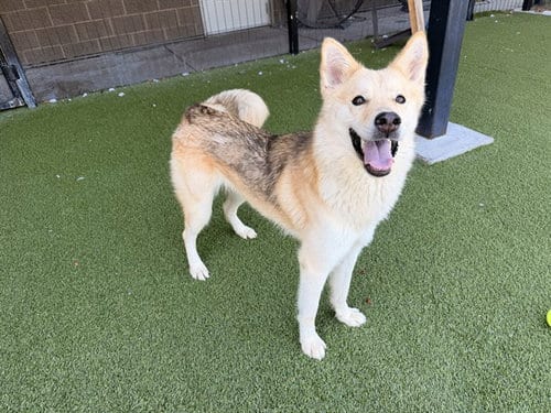 Photo of Alaska, adoptable Husky in Garland, Texas