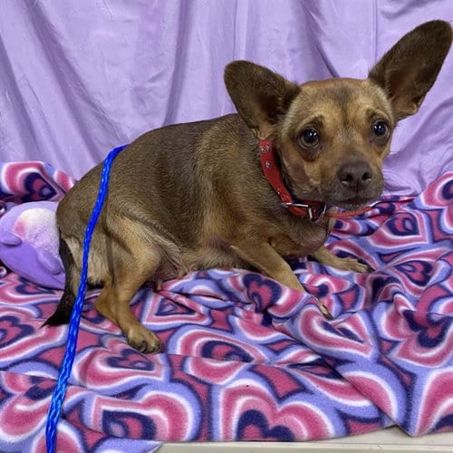 Photo of Lady Mae, adoptable Dachshund in Modesto, California