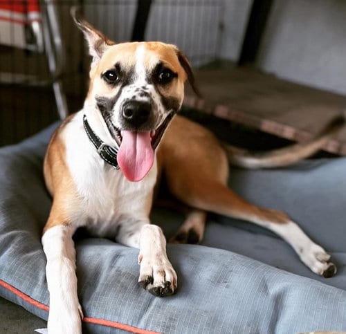 Photo of Bogart, adoptable Australian Cattle Dog/Blue Heeler in Dana Point, California