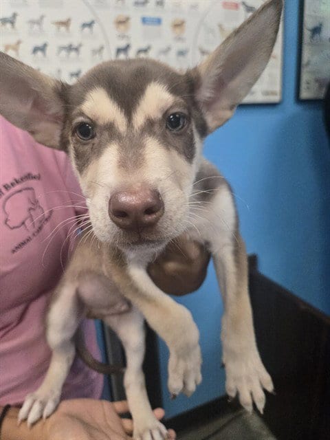 Photo of A171697, adoptable Husky in Bakersfield, California