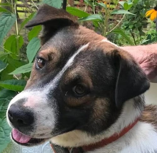 Photo of Buddy, adoptable German Shepherd Dog in Cookeville, Tennessee