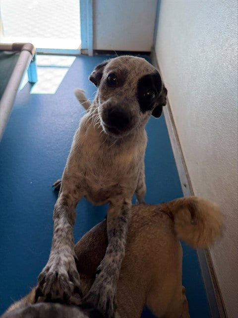 Photo of A171757, adoptable Chihuahua in Bakersfield, California