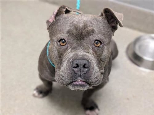 Photo of Candis, adoptable Pit Bull Terrier in Las Vegas, Nevada