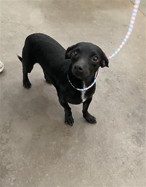 Photo of Midnight, adoptable Mixed Breed