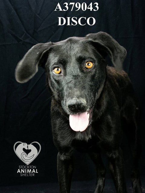 Photo of Disco, adoptable Labrador Retriever in Stockton, California