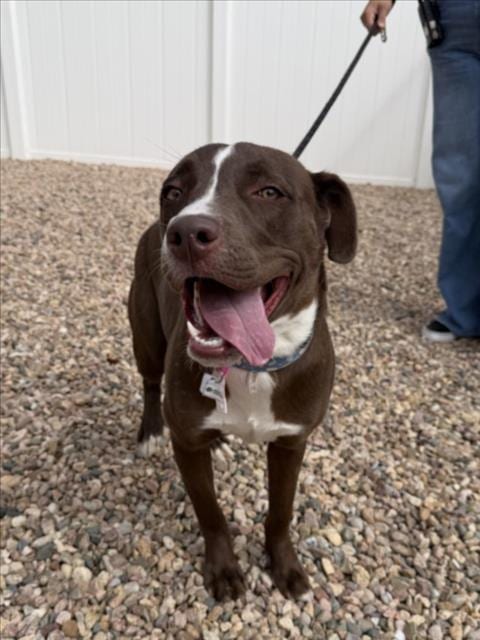 Photo of Pebbles, adoptable American Pit Bull Terrier in Fort Collins, Colorado