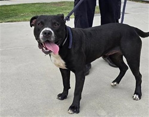 Photo of Lars, adoptable Pit Bull Terrier in Downey, California
