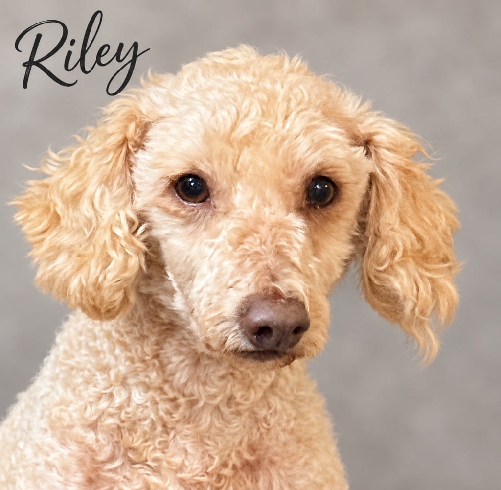 Photo of Riley, adoptable Poodle in Crossville, Tennessee