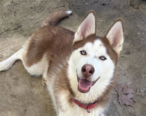 Photo of Andy, adoptable Siberian Husky in Ojai, California