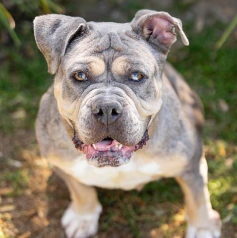 Photo of Harper, adoptable Bulldog in Camarillo, California